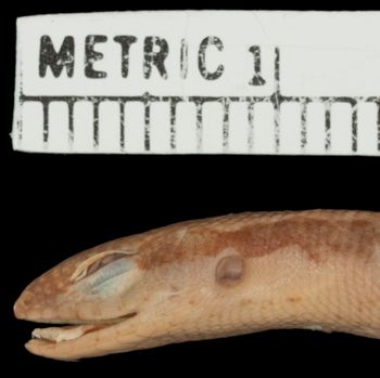 Media type: image;   Herpetology R-20145